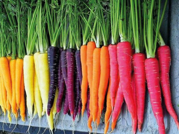 قیمت هویج بنفش 