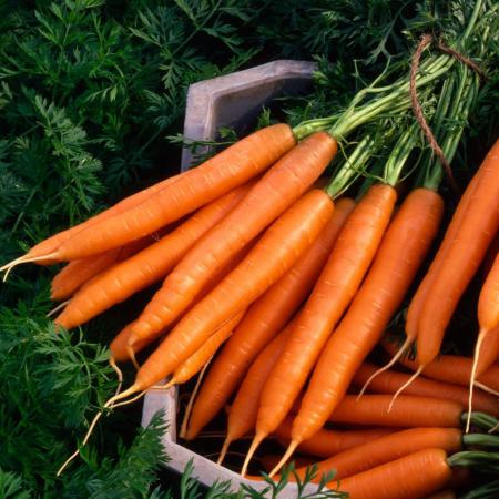 قیمت هویج مهتابی